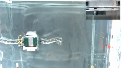 Zoospore-inspired dual-flagella robot