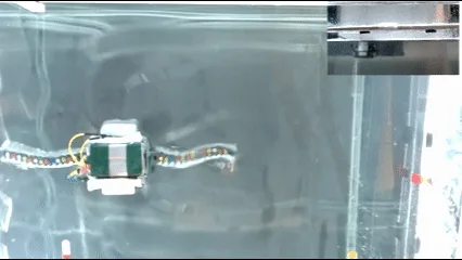 Zoospore-inspired dual-flagella robot